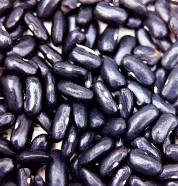 Black valentine green bean