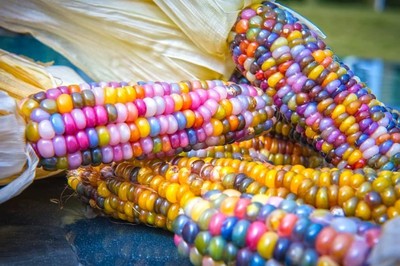 Glass gem corn