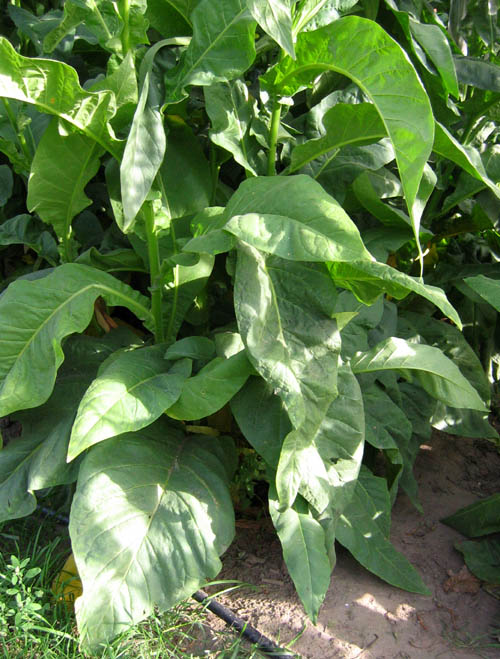 Farm Hand Seeds Gold Leaf Tobacco 