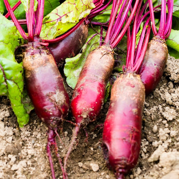 Cylindra Beet