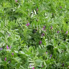 Hairy vetch