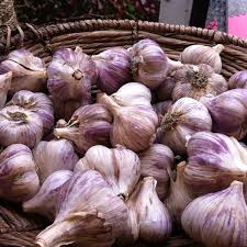 Siberian garlic