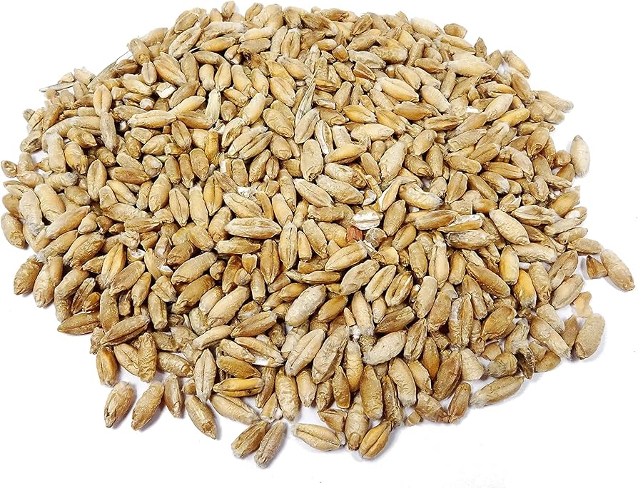 Tritical grain