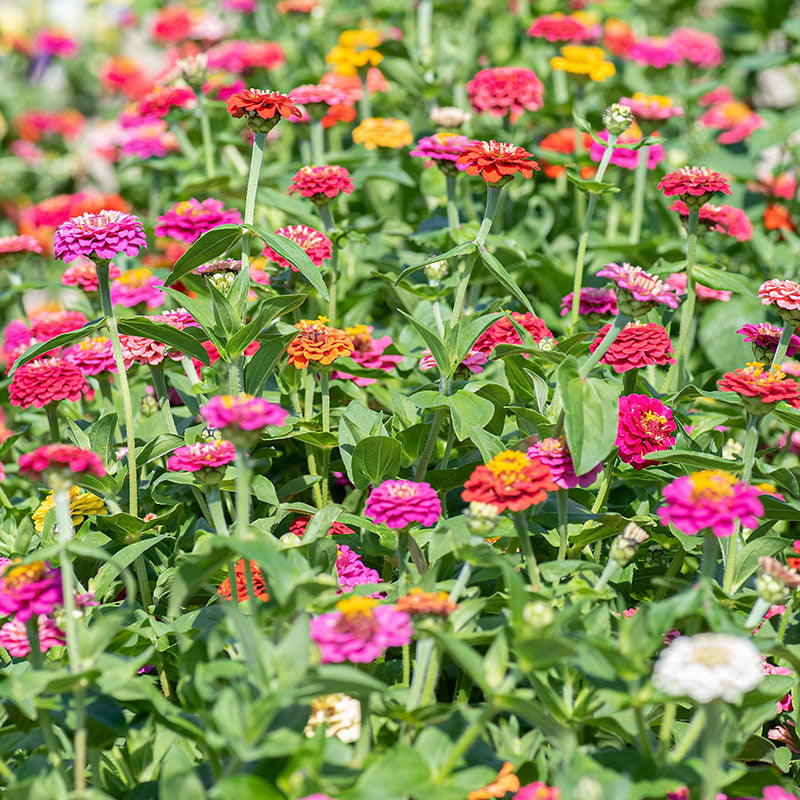 Confetti zinnia mix