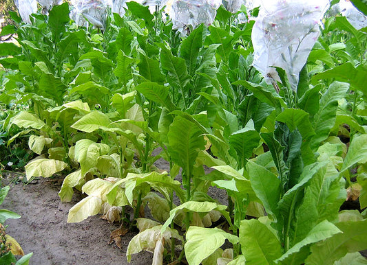 Virginia 116 Tobacco