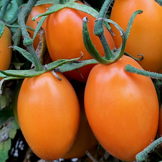 Orange roma tomato