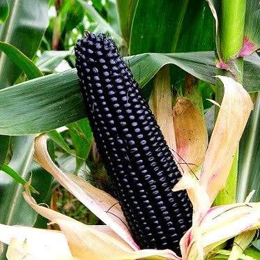 Black Aztec corn