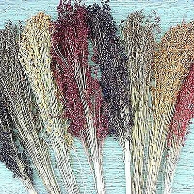 Broom corn mixed colors
