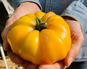 Goldie giant tomato