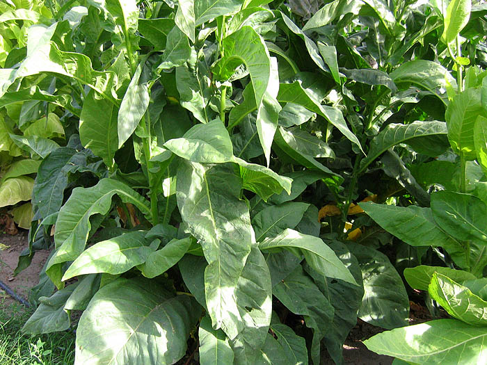 Farm Hand Seeds Gold Leaf Tobacco 