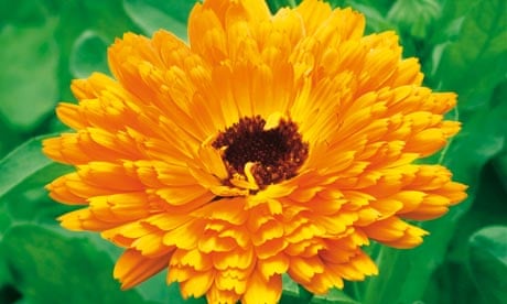 English marigold