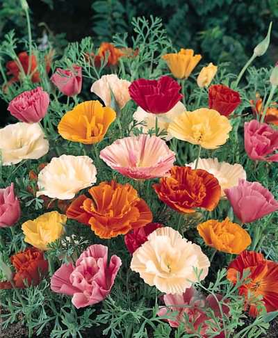 Mission bells California poppy