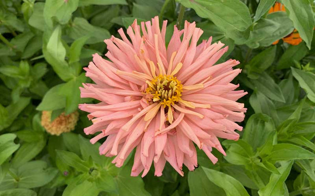 Rose giant cactus zinnia