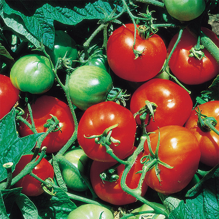 Stupice tomato extra early