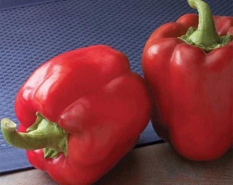 King Arthur bell pepper