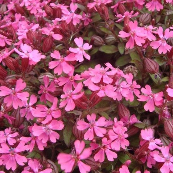 Nodding Catchfly Annual Flower