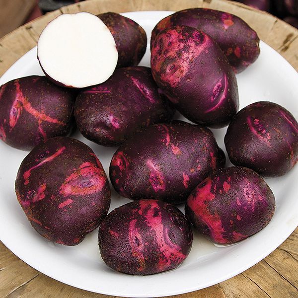 Purple viking