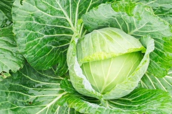 Golden Acre Cabbage