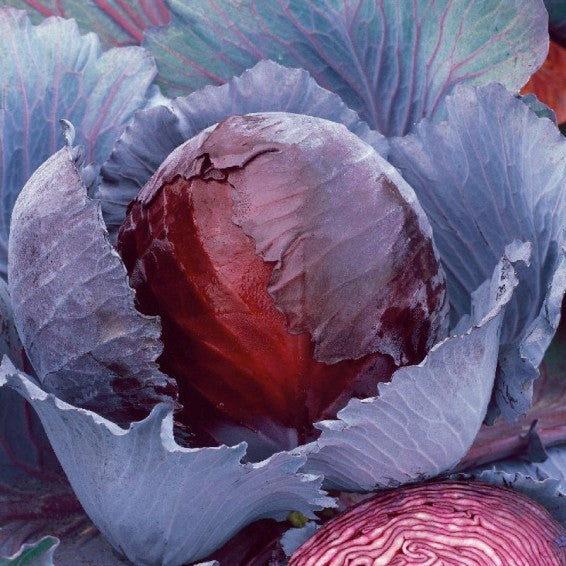 Red express cabbage