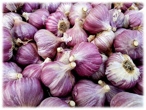 Purple stripe garlic