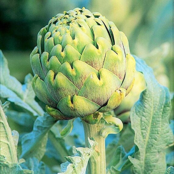 Green globe artichoke