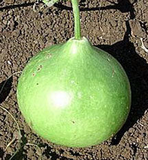 Bushel gourd seeds