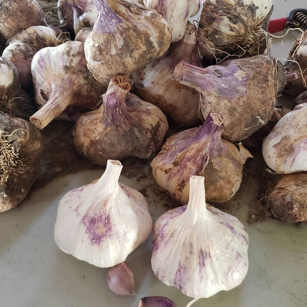 Siberian garlic