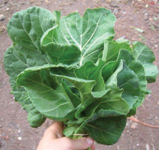Champion collards