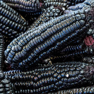 Montana moredo corn