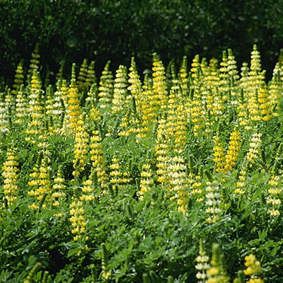 Golden lupine