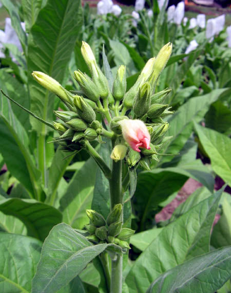 Farm Hand Seeds Brown & Williams Low Nic