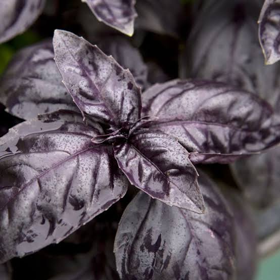 Dark Opal Purple Basil