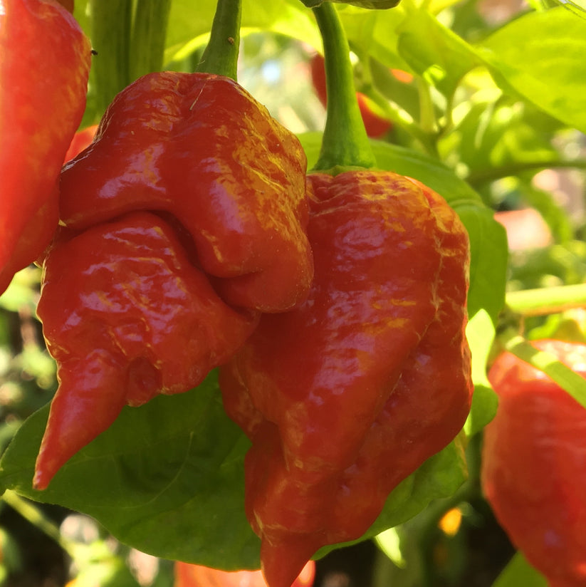 Farm.hand.seeds Trinidad scorpion pepper