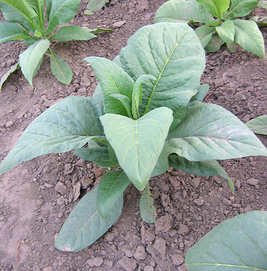 Farm Hand Seeds Gold Leaf Tobacco 