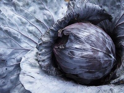 Mammoth Rock Cabbage