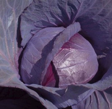 Red express cabbage