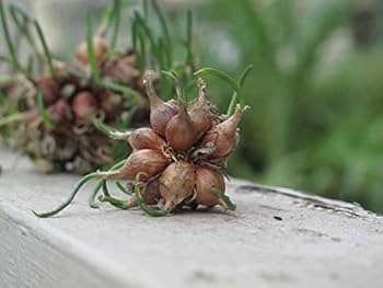 Egyptian walking onion