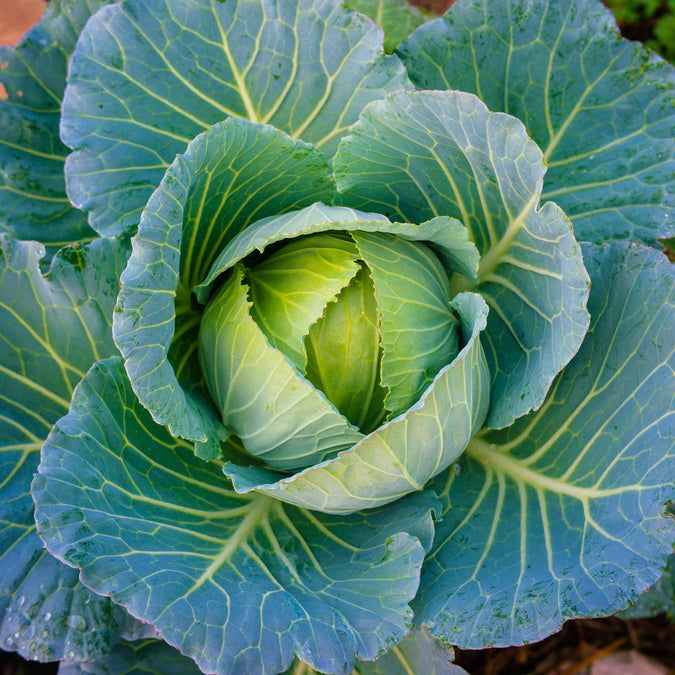 Brunswick cabbage