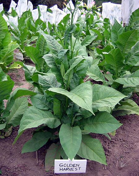 Farm Hand Seeds Golden Harvest Tobacco