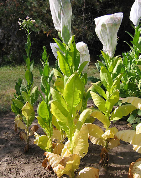 Ternopolskii 14 Tobacco