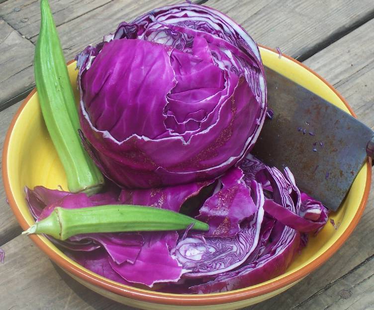 Red Acre Cabbage
