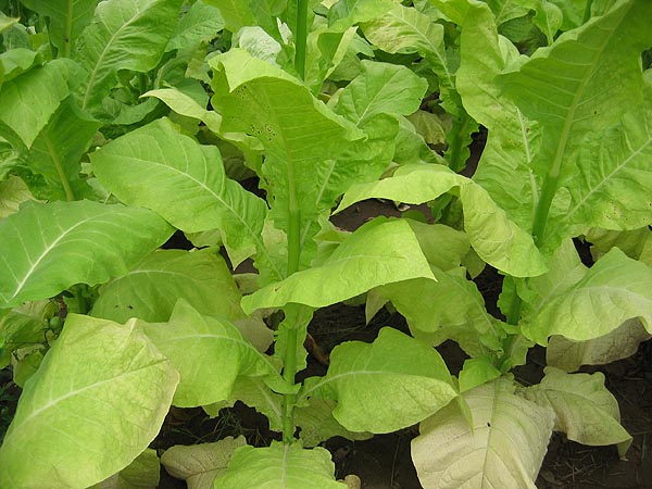 Helena Tobacco