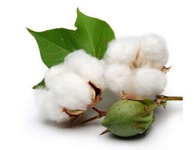 Upland cotton