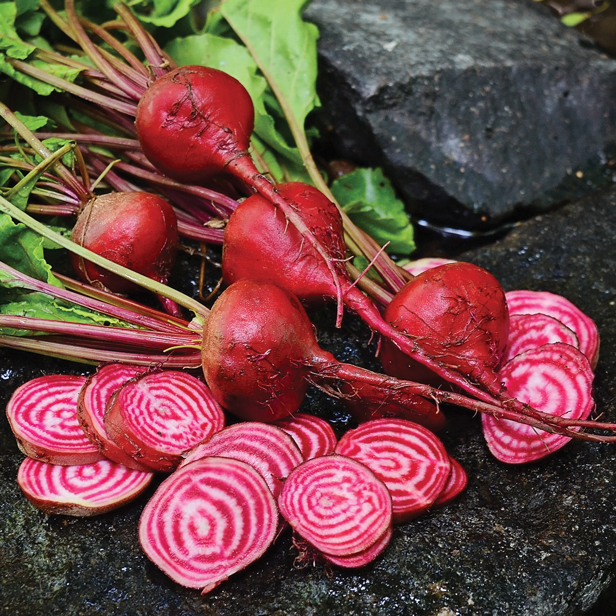 Heirloom Chioggia Beet