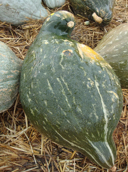 True Green Hubbard Winter Squash