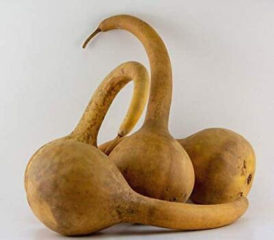 Dipper gourds