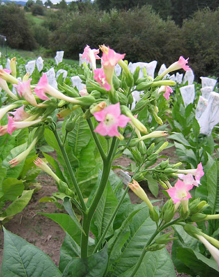 Farm Hand Seeds Golden Harvest Tobacco