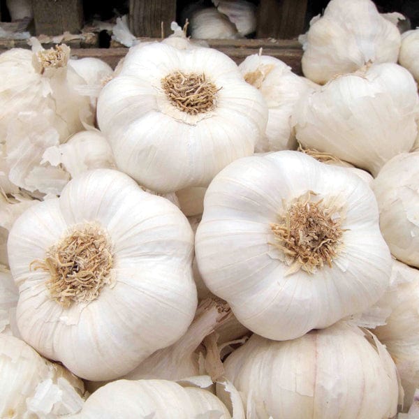 California giant garlic