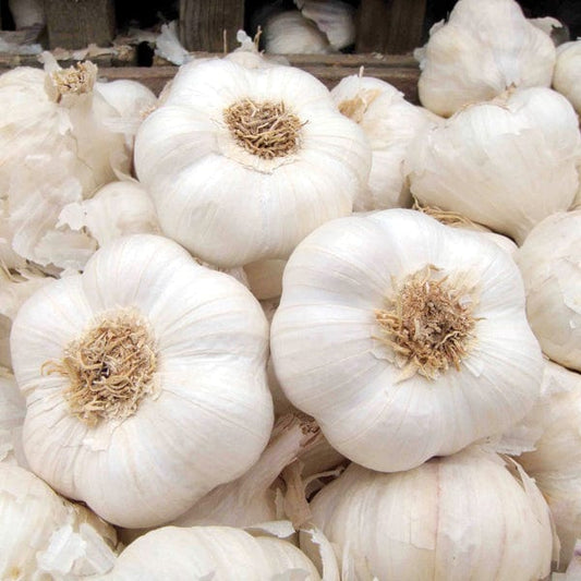 California giant garlic