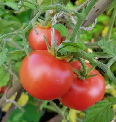 Oregon spring tomato